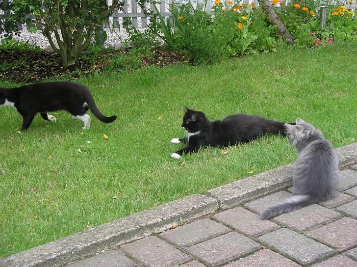 Blanding af racer Soffi billede 6