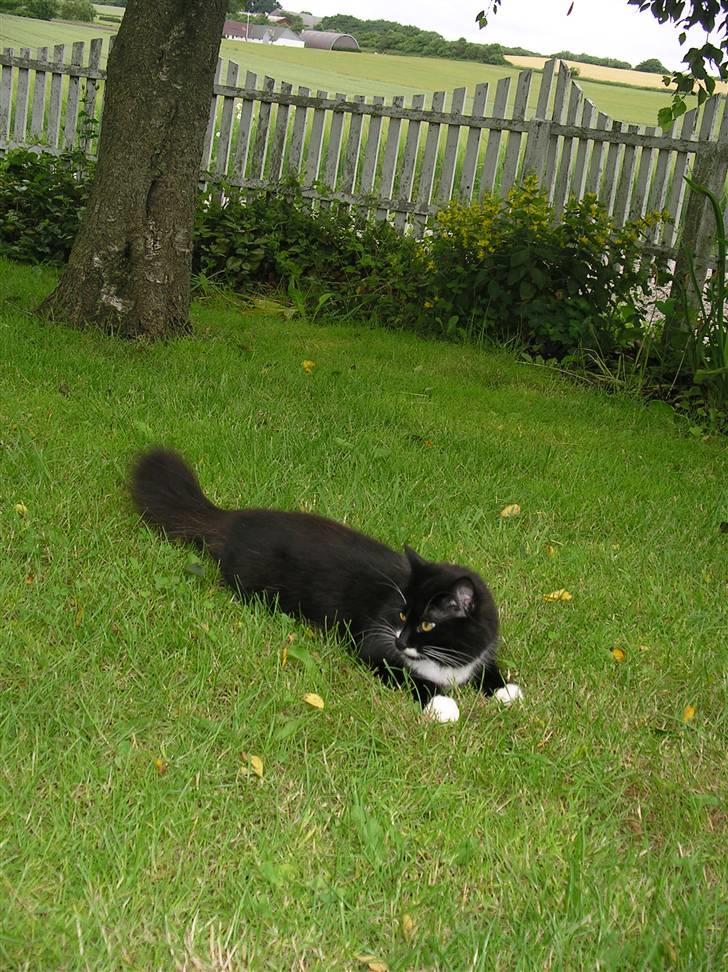 Blanding af racer Soffi billede 7