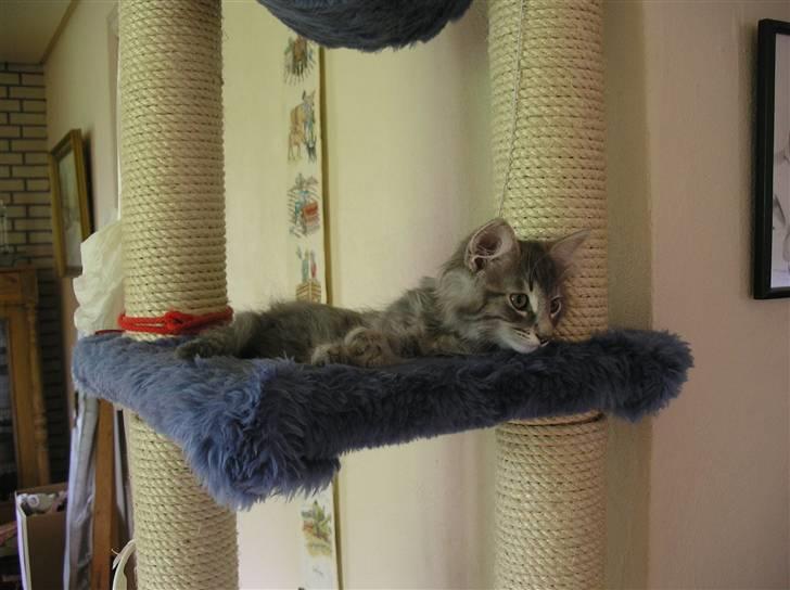 Norsk Skovkat Silver - Når man ikke er større bli´r man tit træt... billede 8