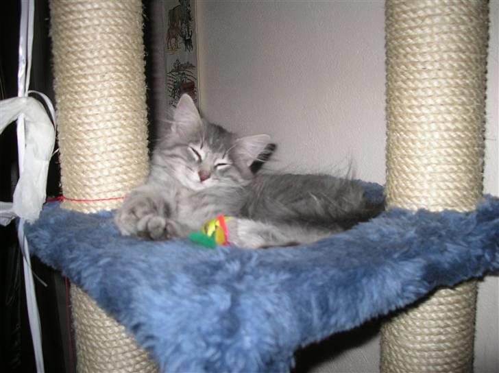 Norsk Skovkat Silver - Man er vel fotogen eller??? billede 9