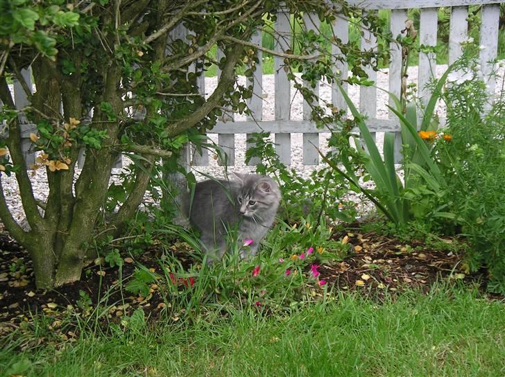 Norsk Skovkat Silver - Det minder mest af alt om en stor jungle!!! billede 10