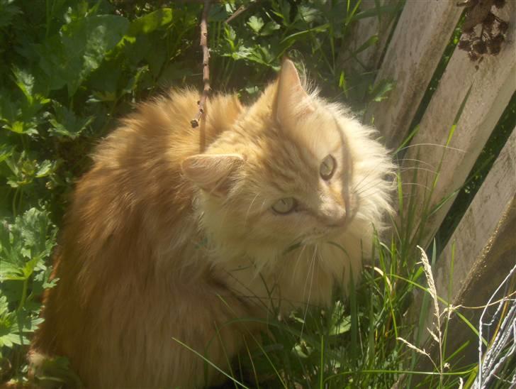 Maine Coon foxy billede 4
