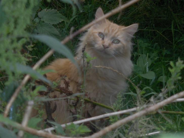 Maine Coon foxy billede 5