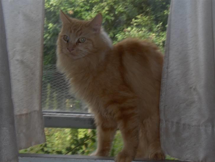 Maine Coon foxy billede 6