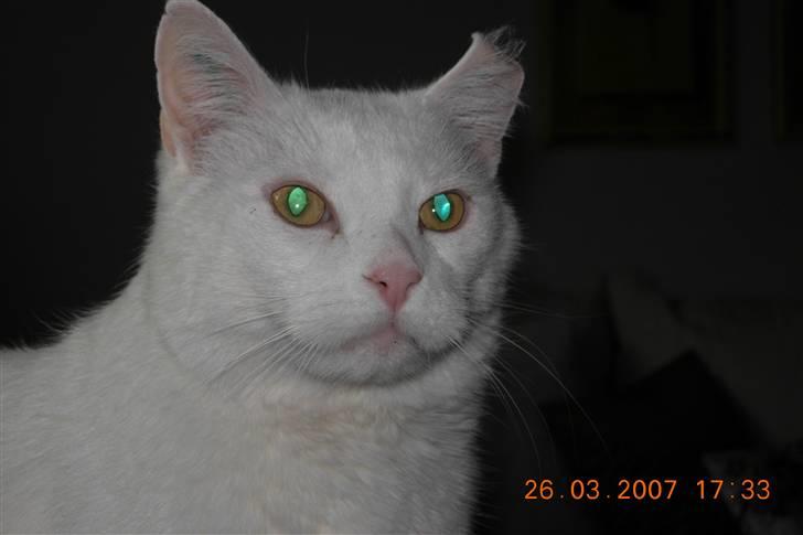 Huskat Simba Død af kraft 28/9-9 billede 1