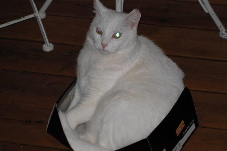 Huskat Simba Død af kraft 28/9-9 billede 2