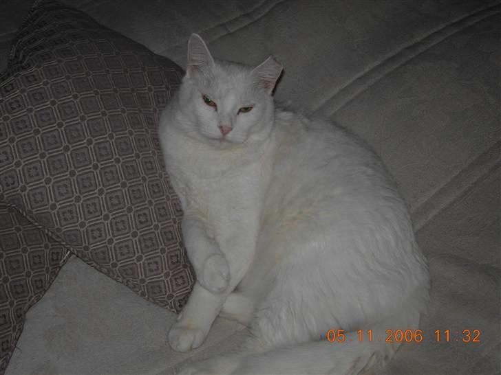 Huskat Simba Død af kraft 28/9-9 billede 3