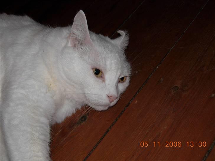 Huskat Simba Død af kraft 28/9-9 billede 4