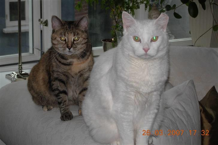 Huskat Simba Død af kraft 28/9-9 - Simba med Rasmine er de ikke søde billede 5