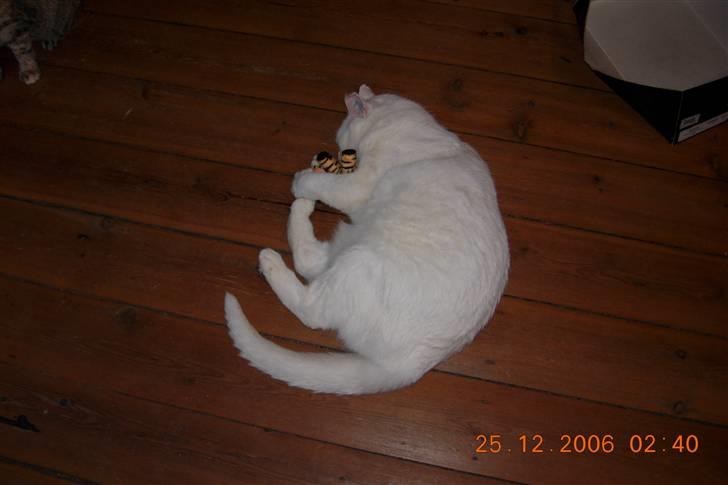 Huskat Simba Død af kraft 28/9-9 - Han er så glad når han får en gave billede 6