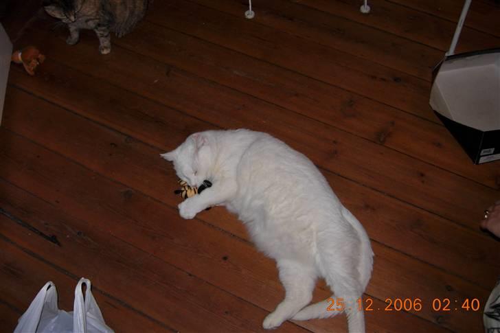 Huskat Simba Død af kraft 28/9-9 billede 7