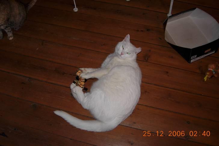 Huskat Simba Død af kraft 28/9-9 billede 8