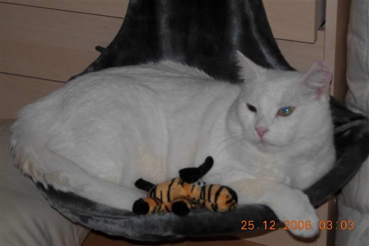 Huskat Simba Død af kraft 28/9-9 - Simba i Rasmine´s seng, den er for lille til ham  ;-) billede 9