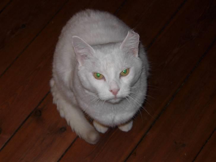 Huskat Simba Død af kraft 28/9-9 billede 10