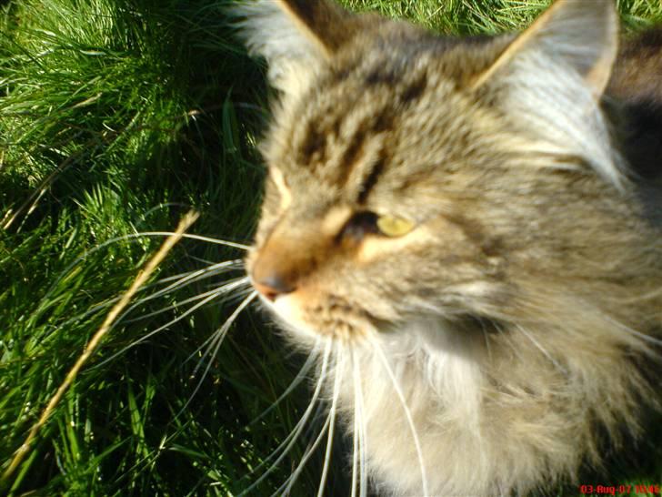 Maine Coon  Maxi    R.I.P. - hvad er der derude...? billede 11