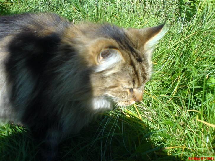 Maine Coon  Maxi    R.I.P. - solen skinner i øjnene... billede 12