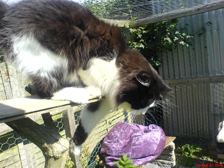 Blanding af racer Domino - så... nu hopper jeg...  billede 17