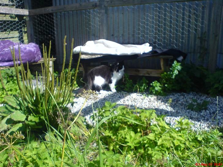 Blanding af racer Domino - i volieren...  billede 18