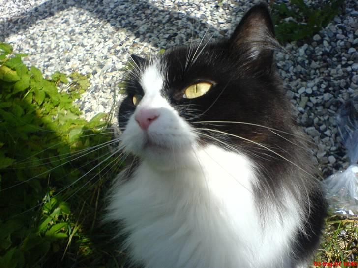 Blanding af racer Domino - der flyver en fugl... billede 19