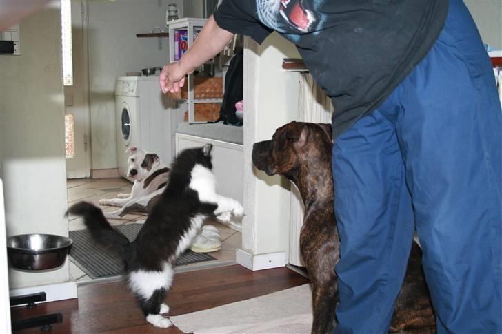 Blanding af racer Domino - Gi mig den god bid...  he he billede 20