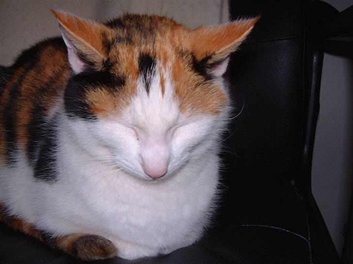 Blanding af racer Pjuske - jeg er træt billede 6