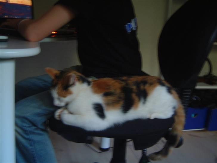 Blanding af racer Pjuske - flyt dig jeg vil sove.... billede 7