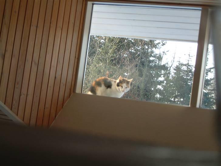 Blanding af racer Pjuske - hvornår må jeg komme ind billede 8