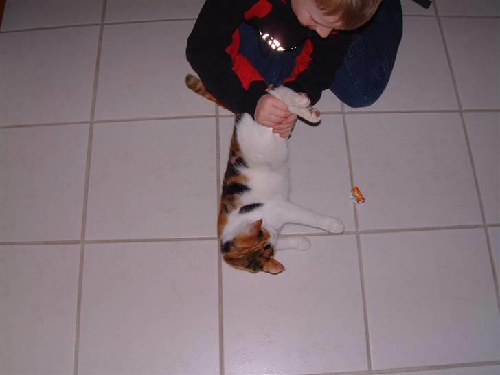 Blanding af racer Pjuske - skal vi lege nu..... billede 9