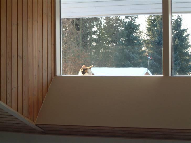 Blanding af racer Pjuske - må jeg komme ind... billede 10