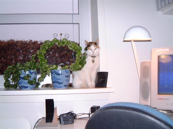 Blanding af racer Pjuske - flyt jeg sidder ikk så godt billede 11