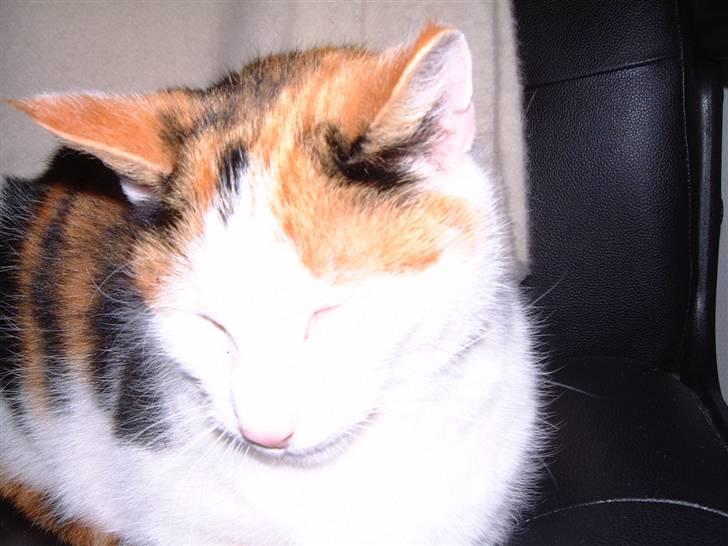 Blanding af racer Pjuske - sove lige let igen... billede 12