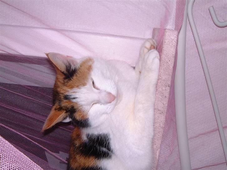 Blanding af racer Pjuske - nu er der ingen myg... billede 13