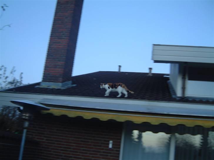 Blanding af racer Pjuske - jeg kan ikk komme ned billede 14