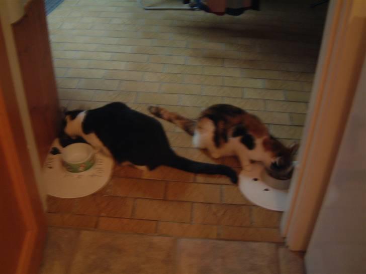 Blanding af racer Pjuske - batkat gå væk billede 15