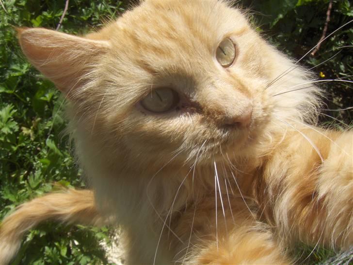 Maine Coon foxy billede 7