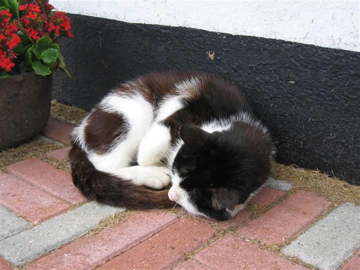 Blanding af racer Spice - Lad mig sove billede 11