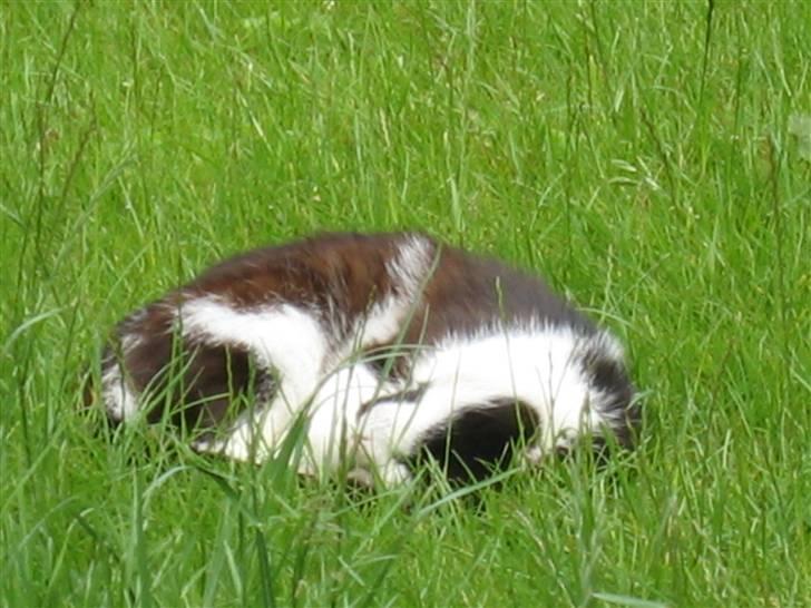 Blanding af racer Spice - Lad mig nu sove billede 12