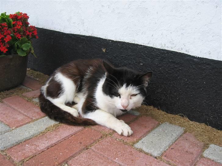 Blanding af racer Spice - Vil du noget? billede 13