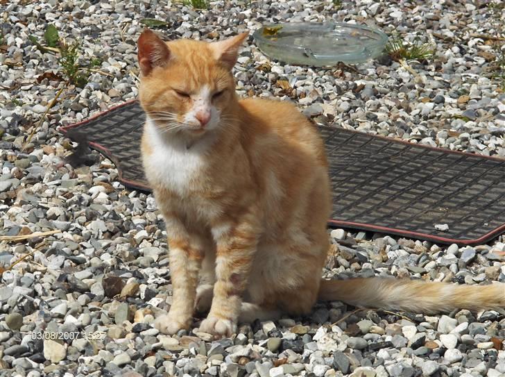 Blanding af racer Futte billede 9