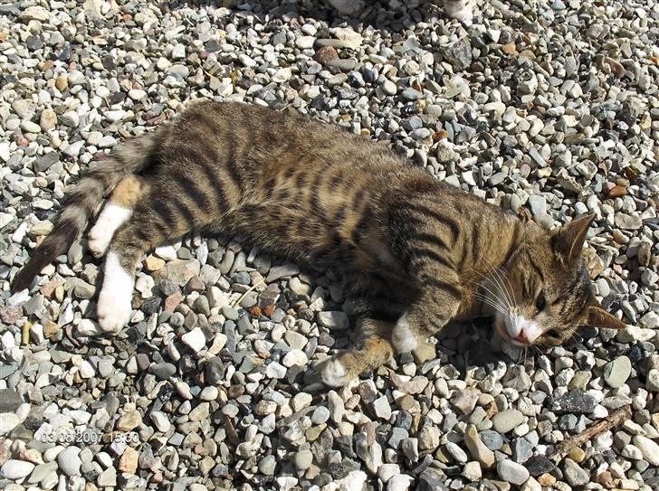 Blanding af racer Toast billede 15