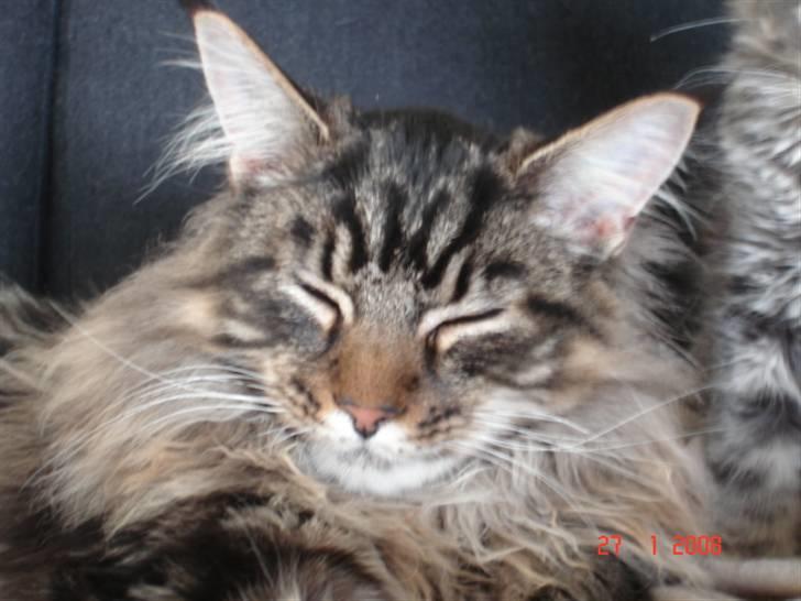 Maine Coon Cæsar billede 1