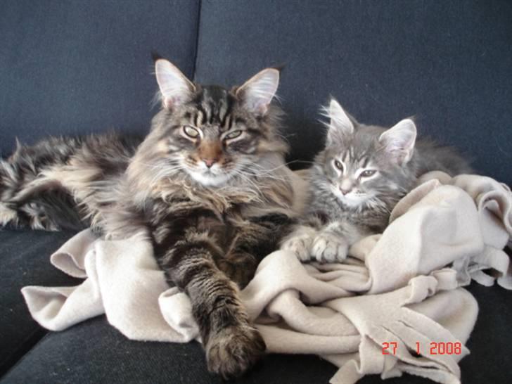 Maine Coon Cæsar - Cæsar og "lillesøster" Gaia billede 2