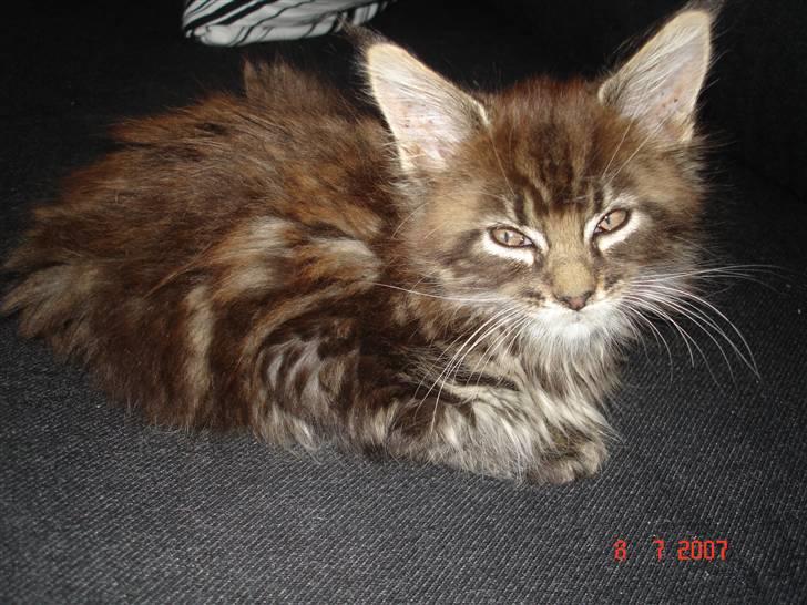 Maine Coon Cæsar billede 3