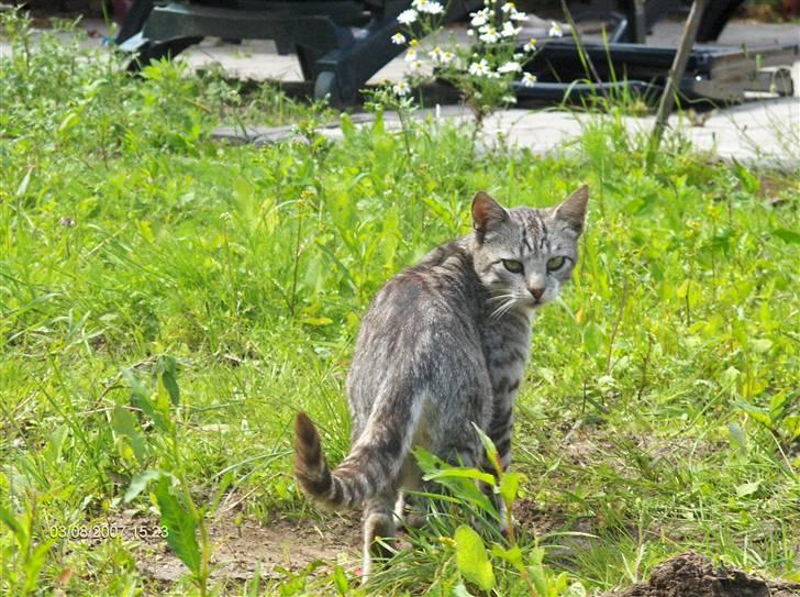 Blanding af racer Pizza - Velkommen til Pizza´s profil :) billede 1