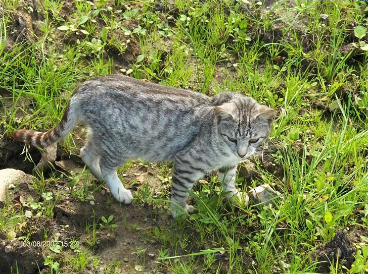 Blanding af racer Pizza billede 2