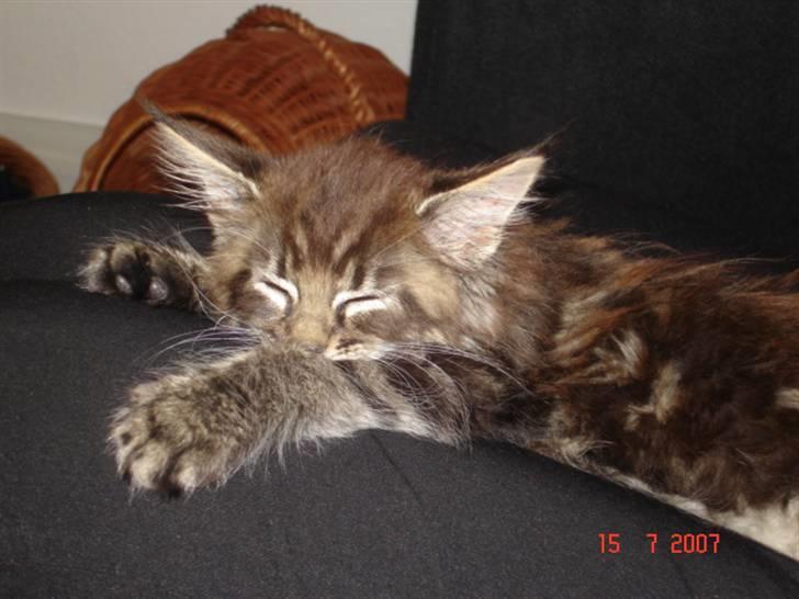 Maine Coon Cæsar - Zzzzzzzzz.... billede 4