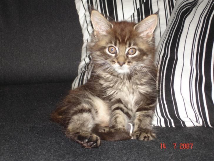 Maine Coon Cæsar billede 5