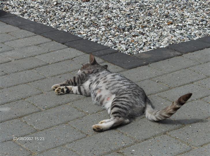 Blanding af racer Pizza billede 3