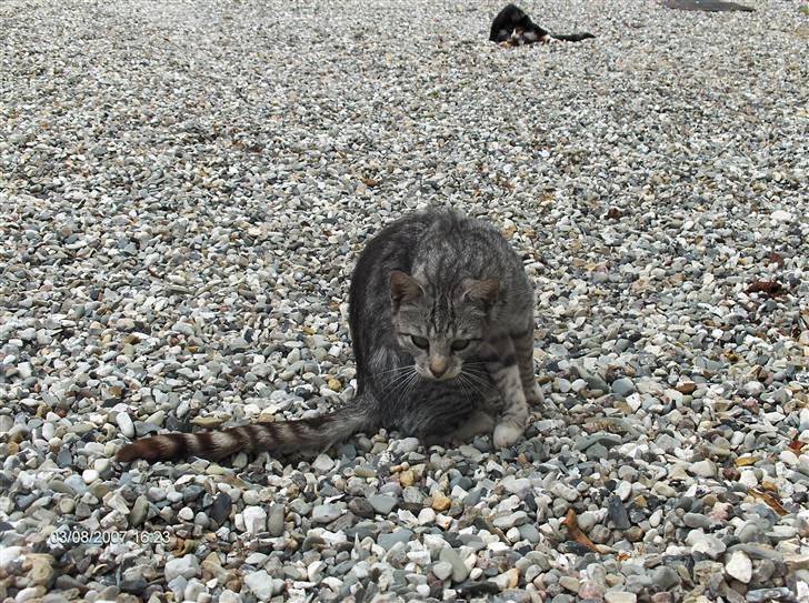 Blanding af racer Pizza billede 4