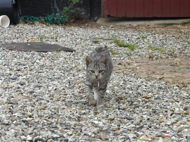 Blanding af racer Pizza billede 5